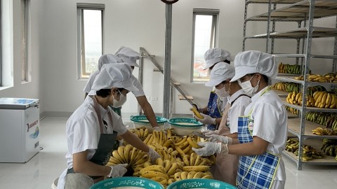 5 lợi ích của chuối sấy