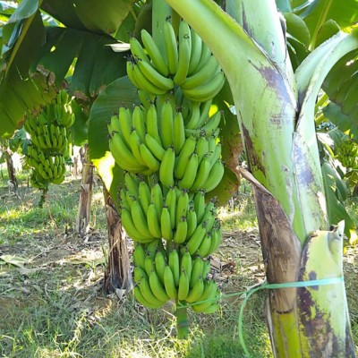 Dried Banana 02 (In stock)