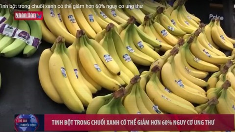 Tinh bột chuối xanh làm giảm nguy cơ ung thư- Truyền hình