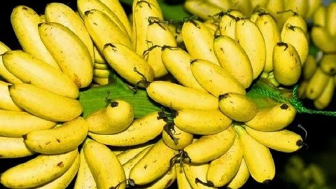 Các loại chuối hiện nay ở Việt Nam và cách phân biệt từng loại chuối