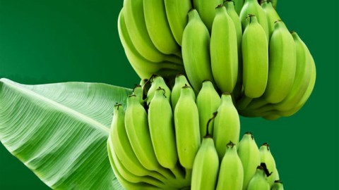 Quê hương của cây chuối Và những điều bạn chưa biết về cây chuối