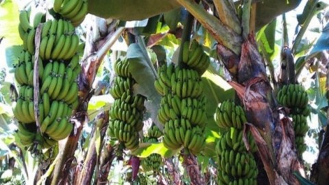A STUDY ON PRODUCING RESISTANT STARCH FROM CAVENDISH BANANAS (MUSA PARADISIACA L.)