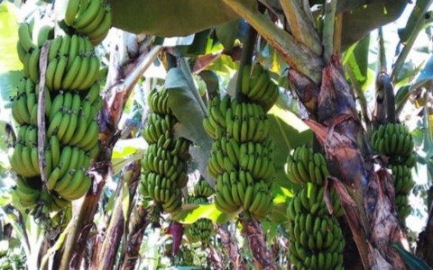 NGHIÊN CỨU TẠO TINH BỘT KHÁNG TIÊU HÓA TỪ CHUỐI TIÊU HỒNG