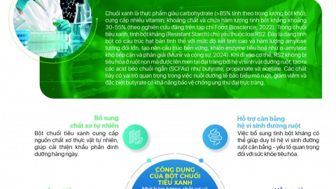 Cơ sở khoa học của tinh bột kháng từ chuối tiêu xanh tự nhiên