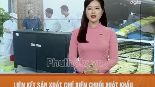 Truyền hình Tỉnh Phú Thọ giới thiệu về mô hình Liên kết sản xuất, chế biến chuối xuất khẩu tại Công ty BANACO